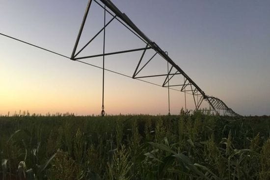 First crops emerge from Nita Downs irrigation project